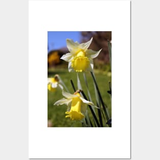 Speckled Daffodils Posters and Art